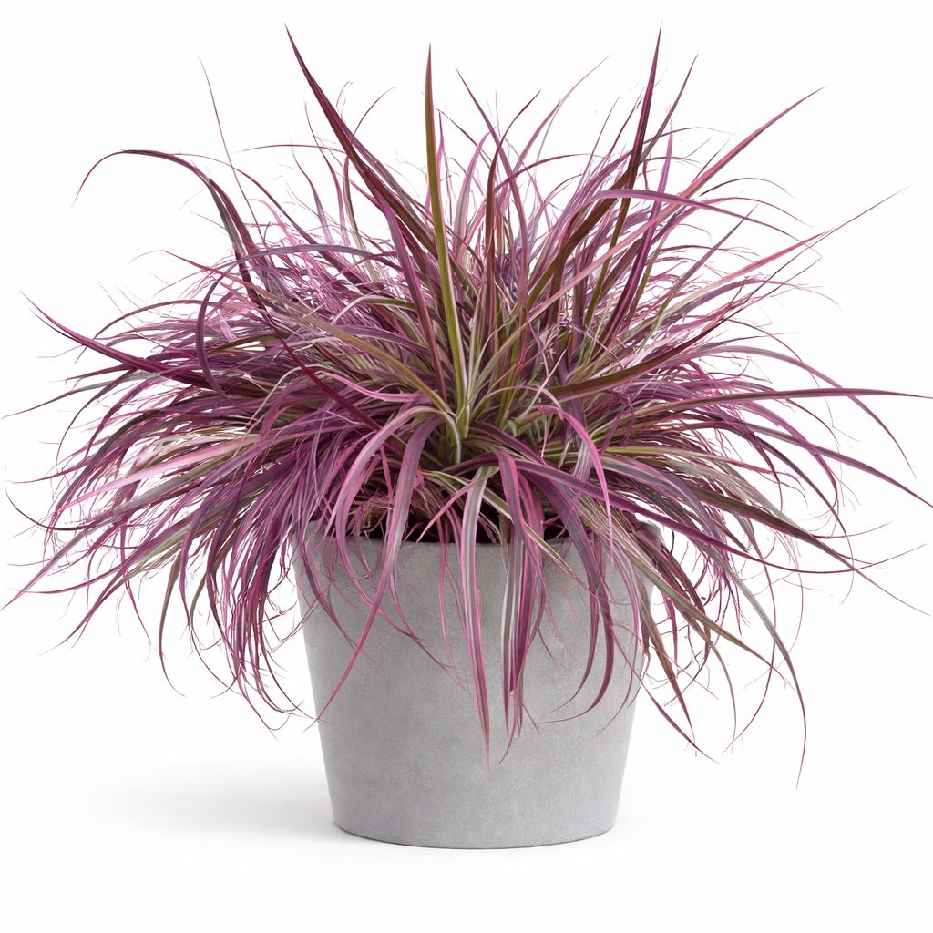 Ornamental Grass - Pennisetum Cherry Sparkler