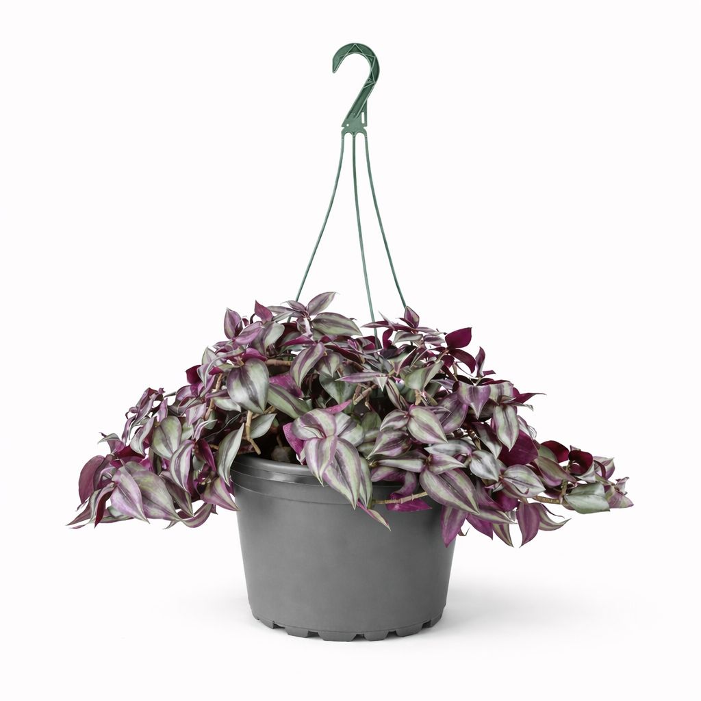 Tradescantia Purple HB - 10"