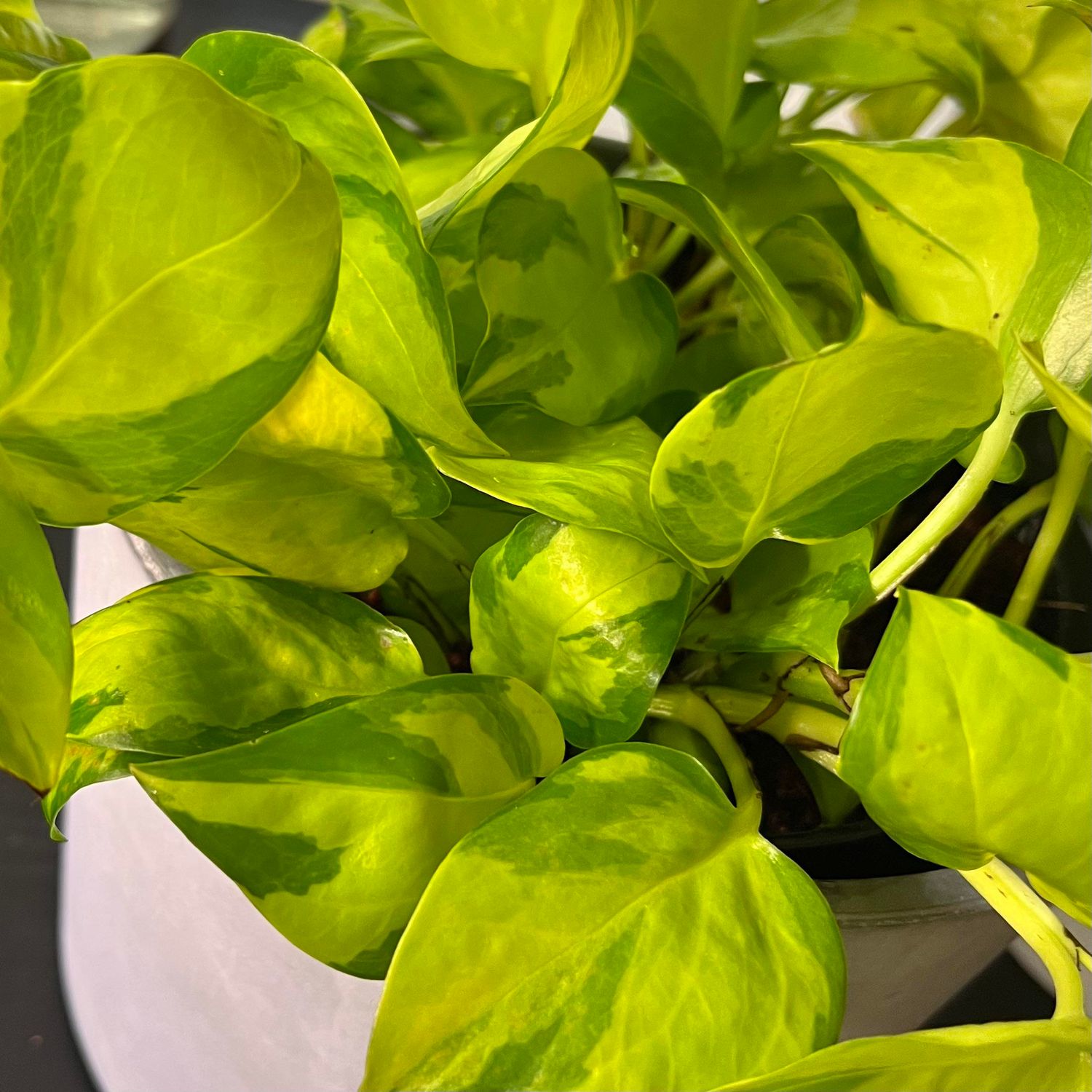 Pothos N-Joy - 4"