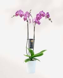 Magnifica 2+ Spike Orchid in Ceramic Pot - 5"