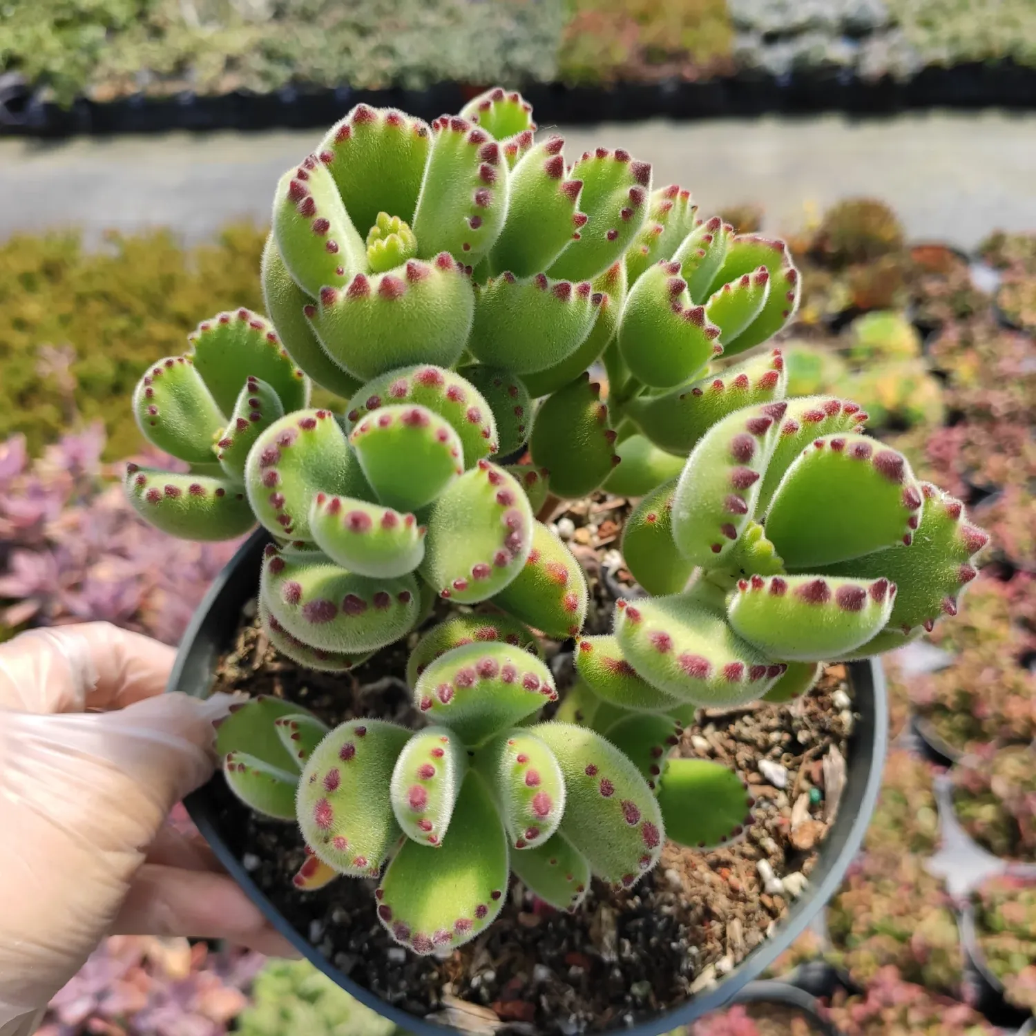 Cotyledon Bear Paw - 4"