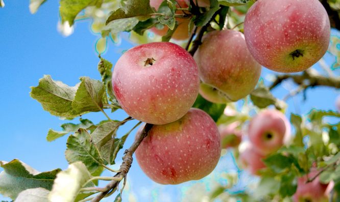Apple - Prairie Sensation - #10