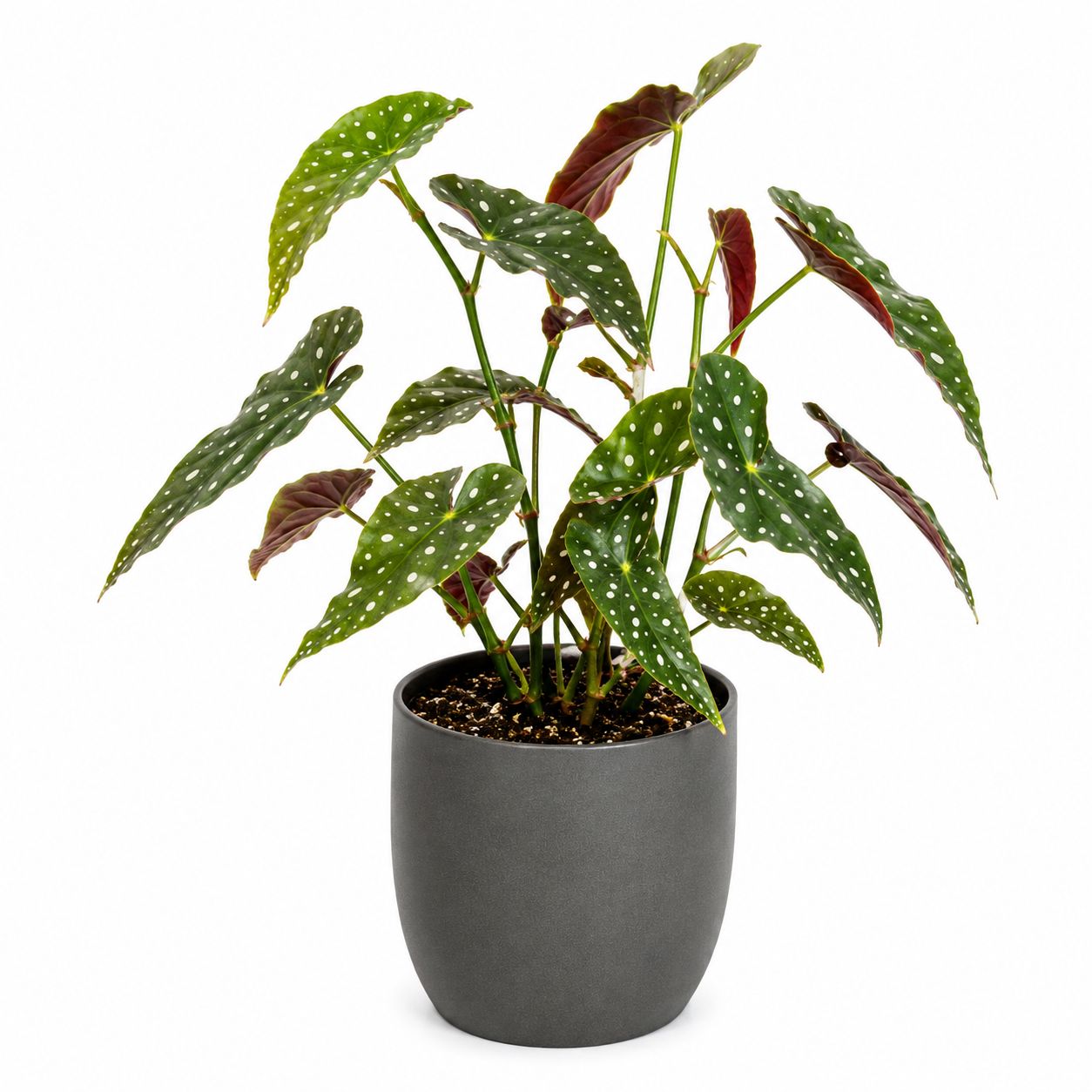 Begonia Maculata - 6"