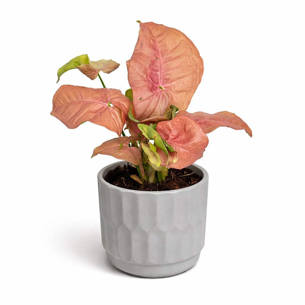 Syngonium Neon Pink - 4"