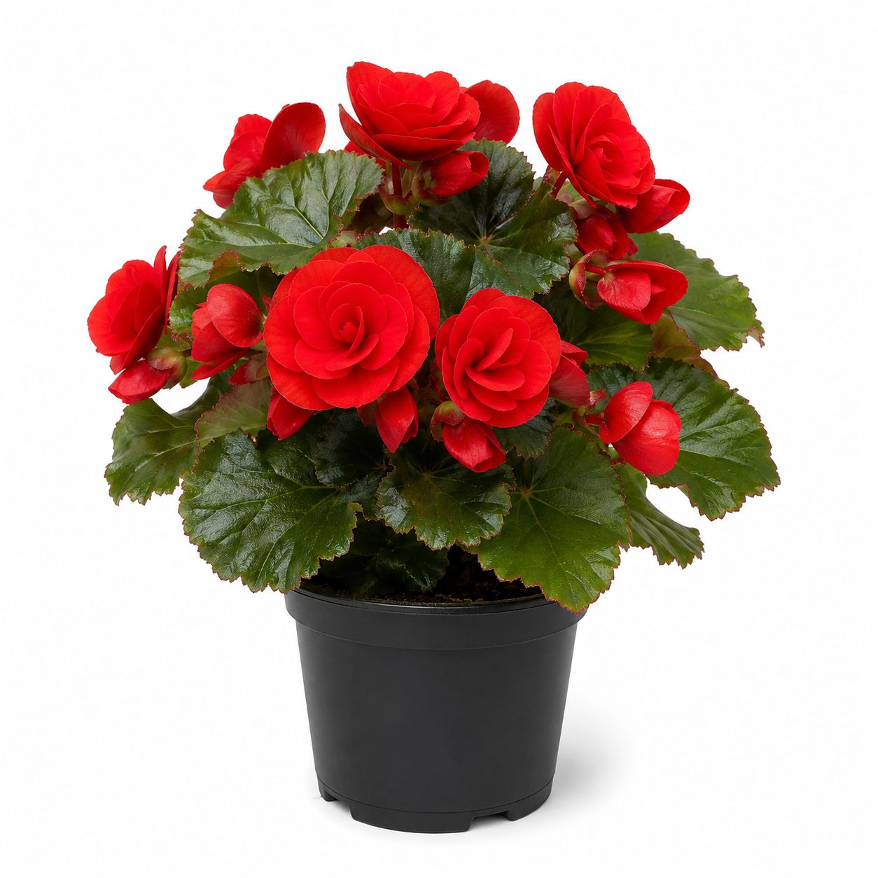 Begonia Hiemalis Rieger - 4.5"