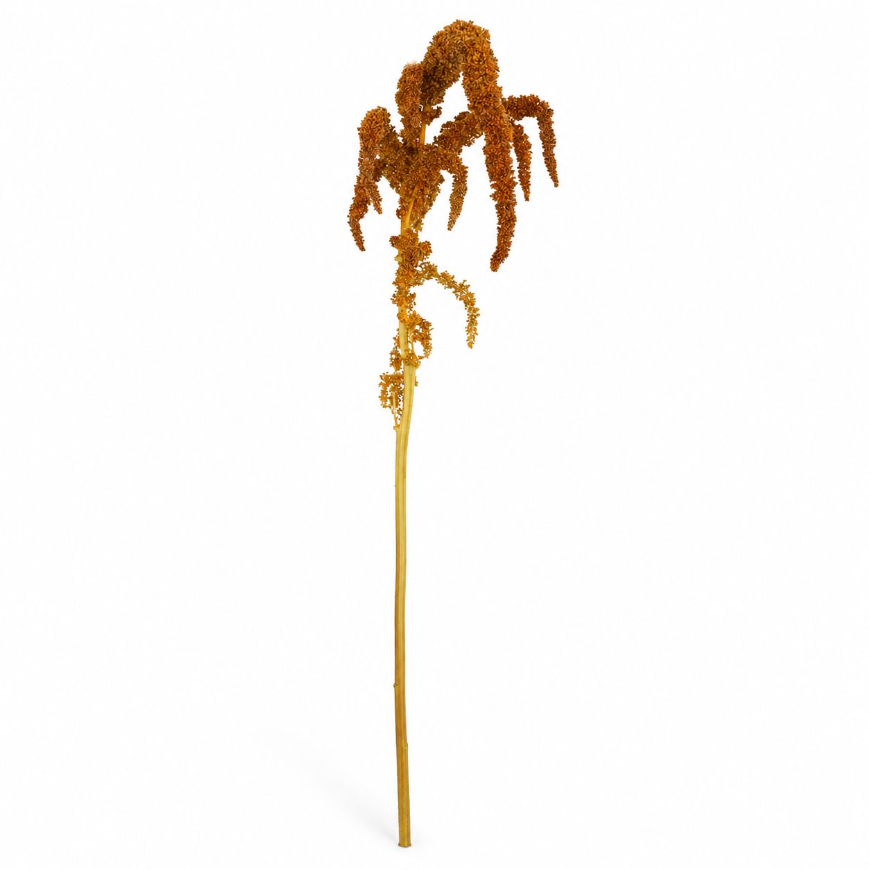 Amaranthus Hanging Gold - 105X8x3cm