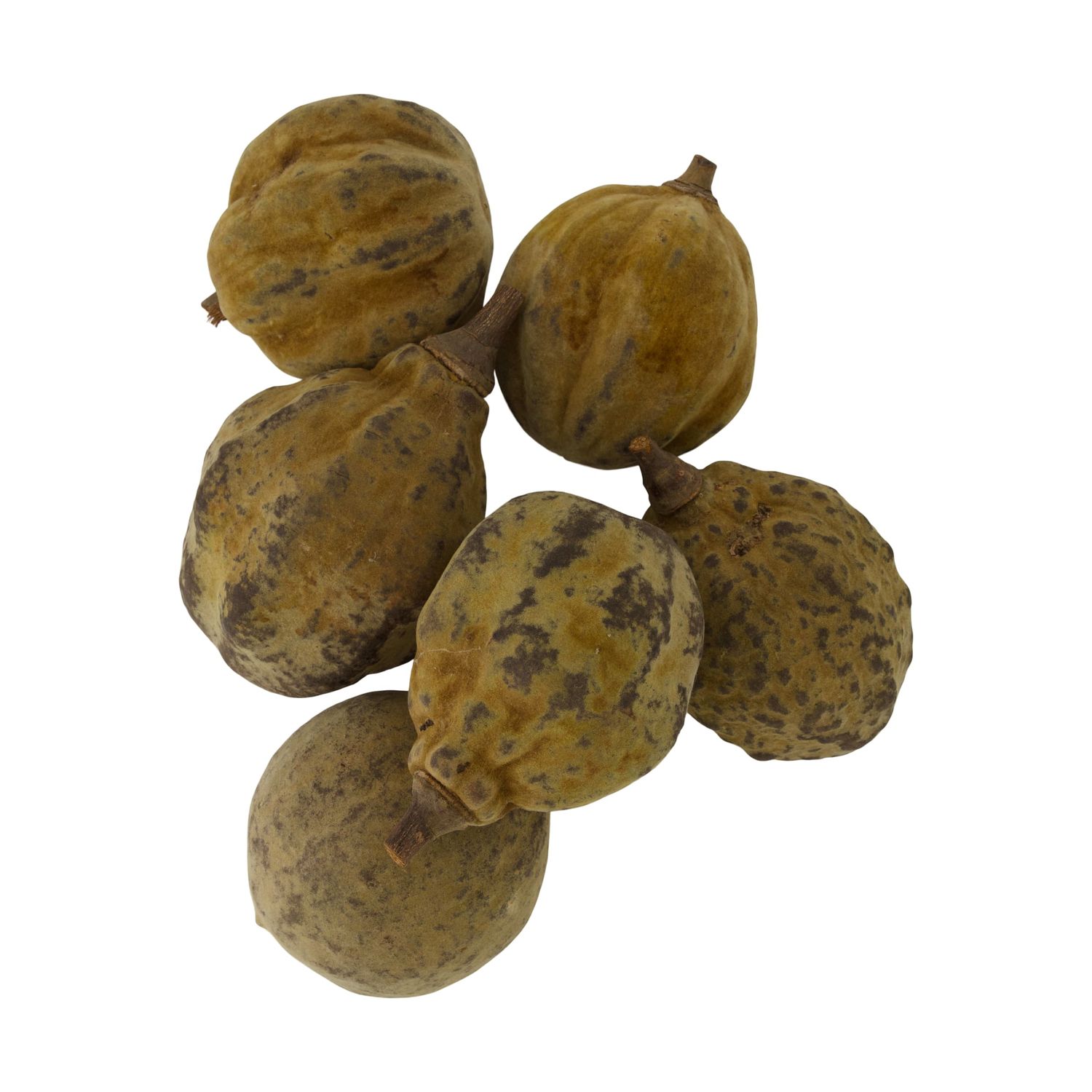 Baobab Big 12-20cm 6 Pieces