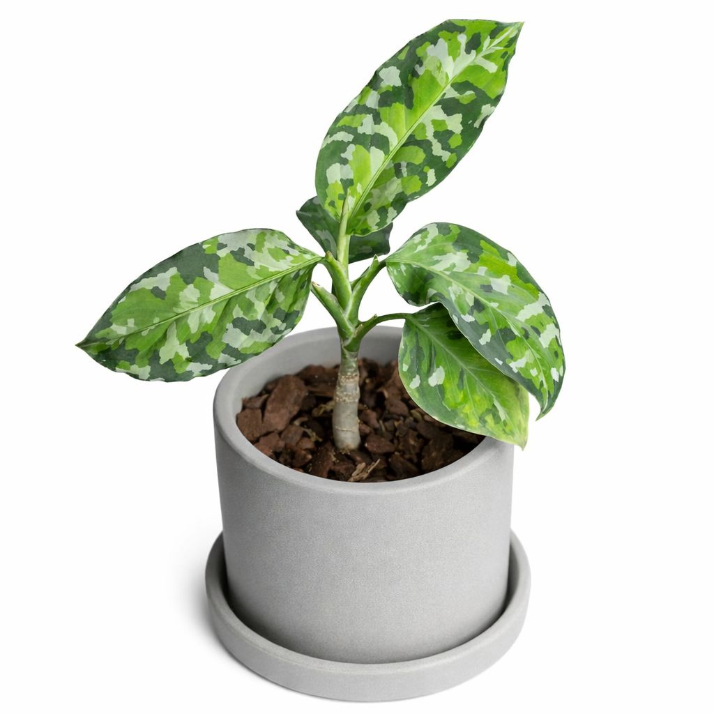 Aglaonema Pictum Tricolour Camoflauge - 3"