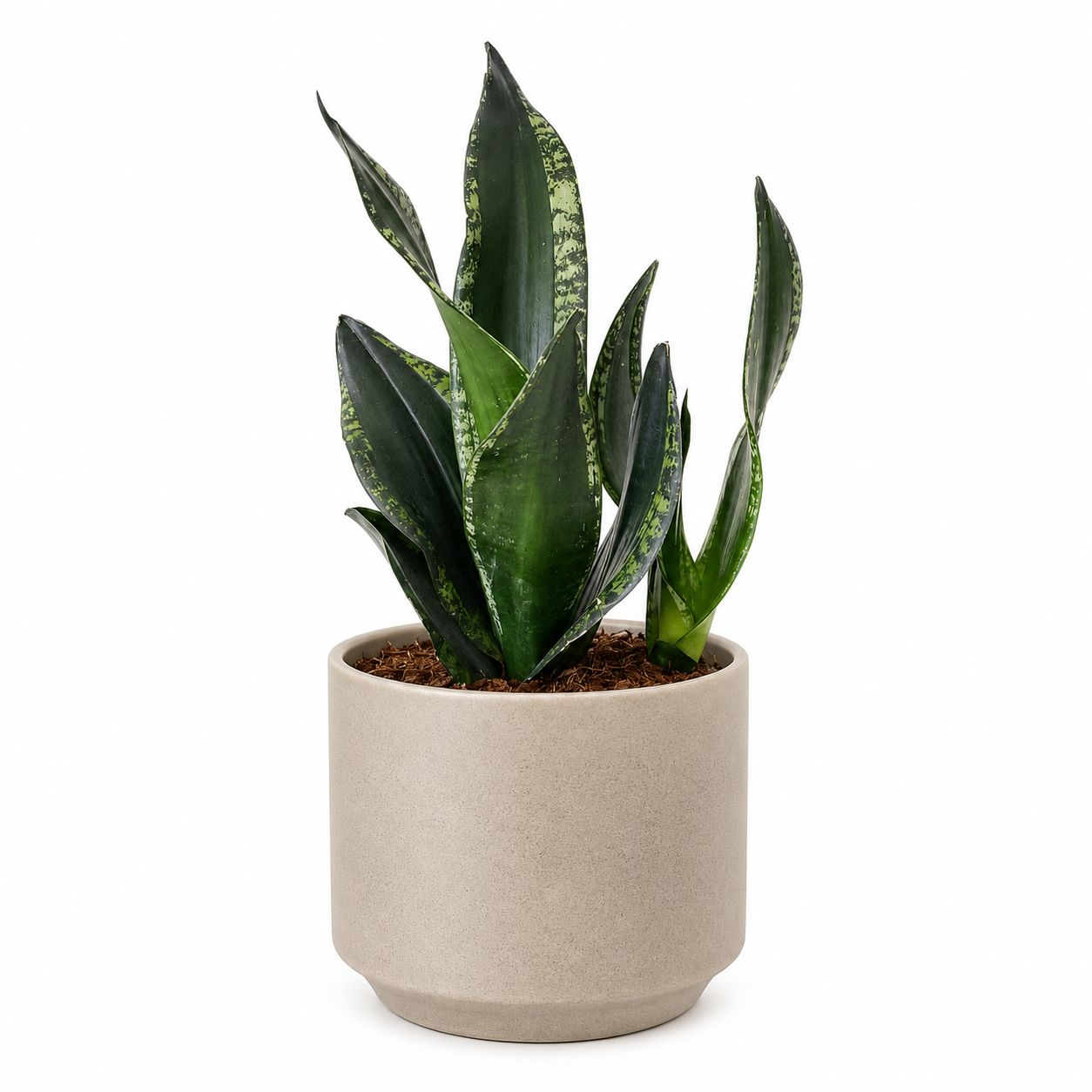 Sanseveria Whitney - 4"