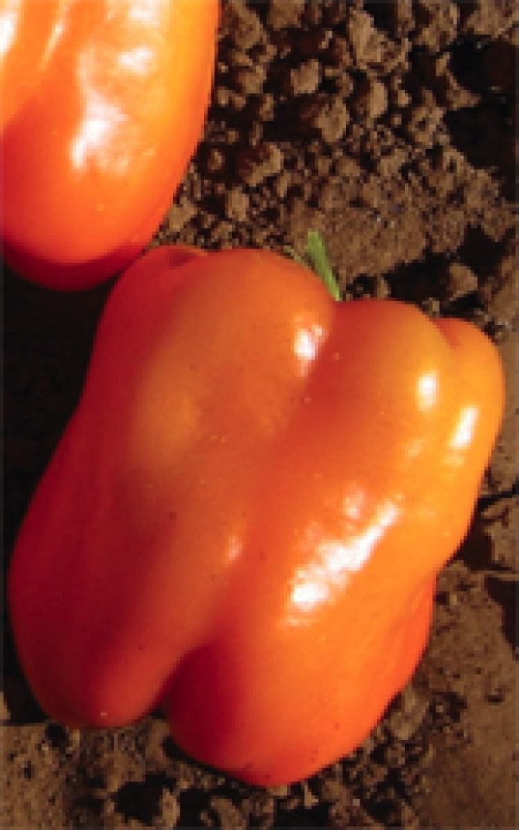 Sweet Bell Pepper Orange Sun 1900