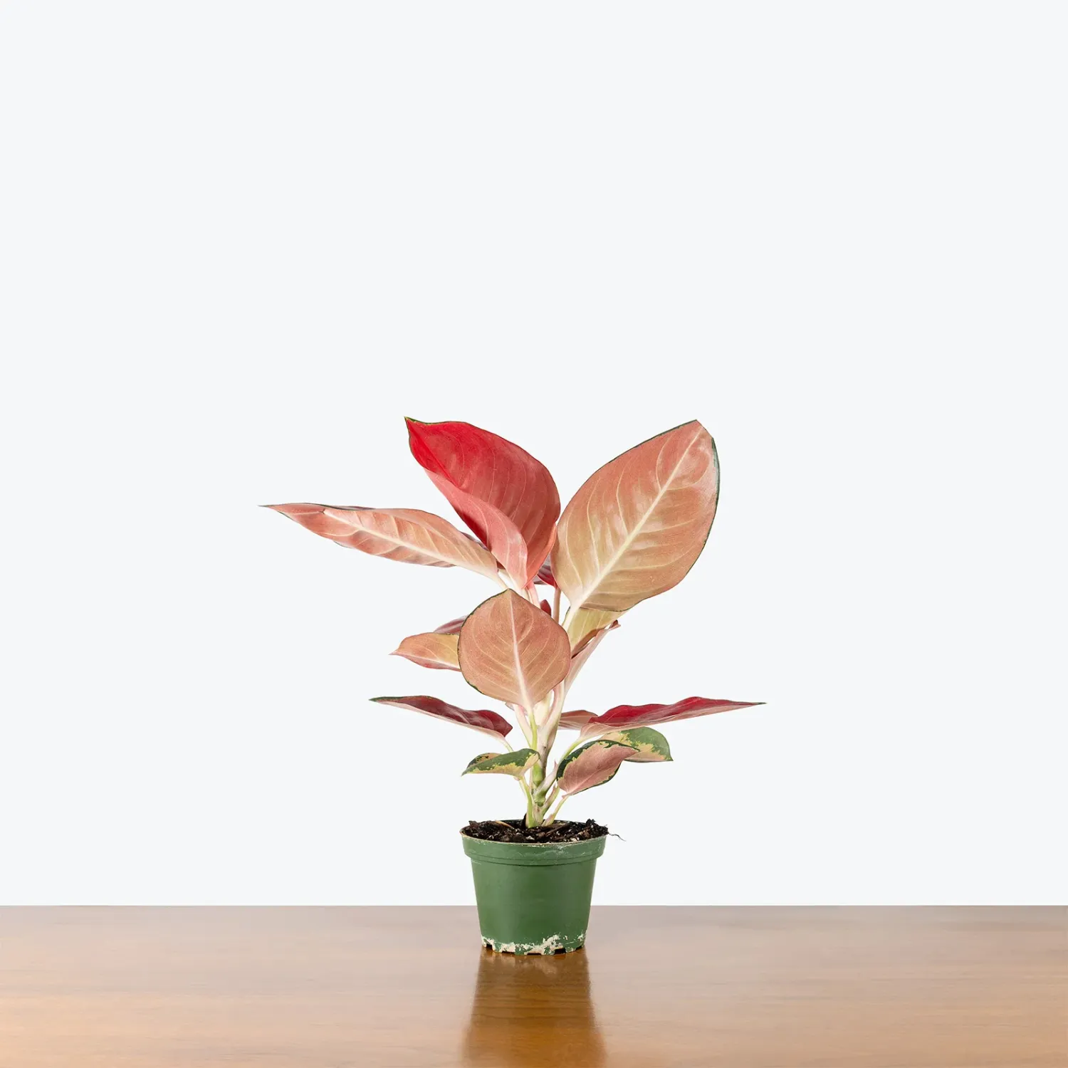 Aglaonema Commutatum Star King - 6"