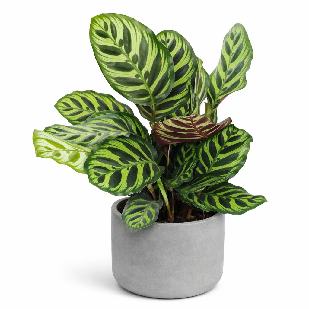 Calathea Premium - 6"