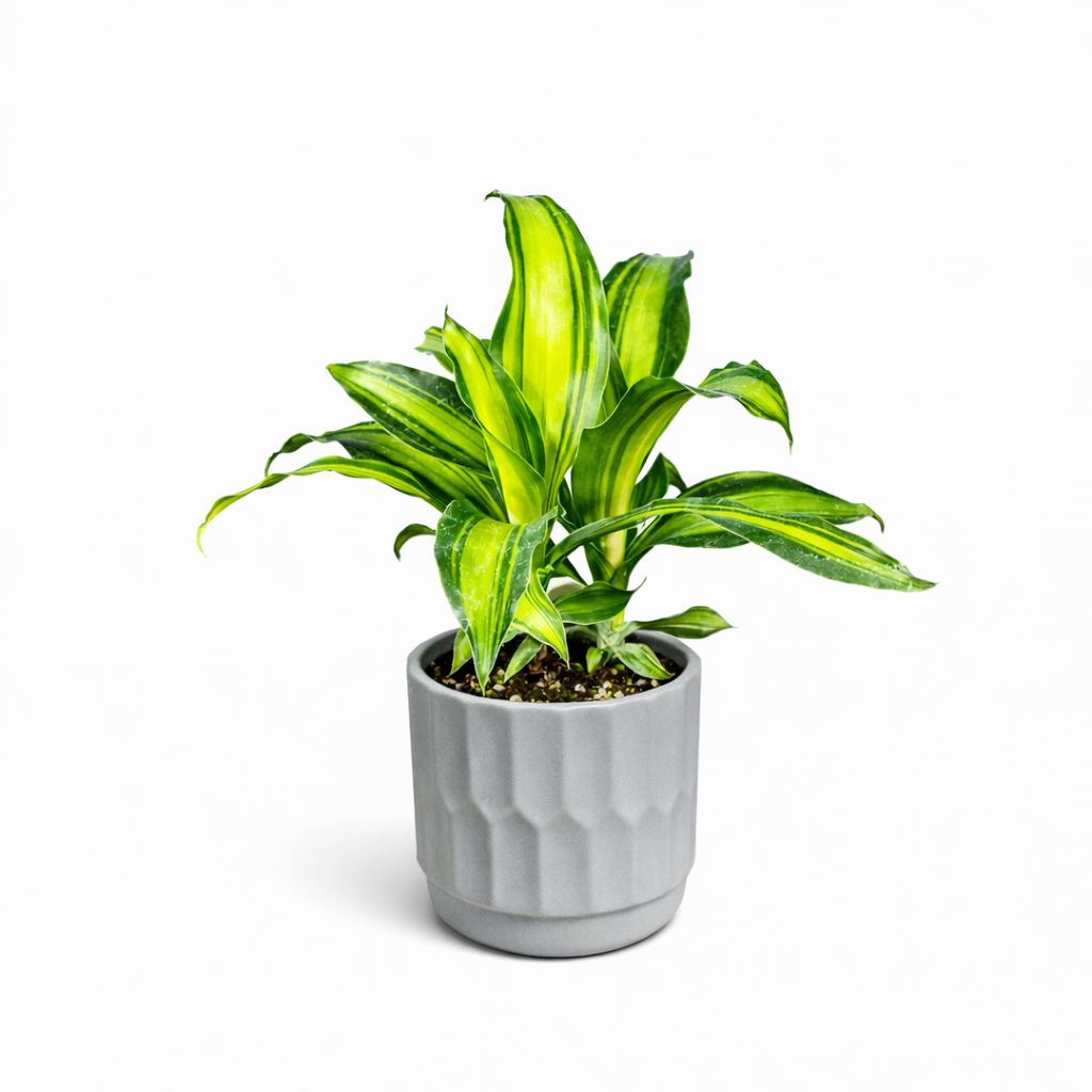 Dracaena Marley - 3.5"