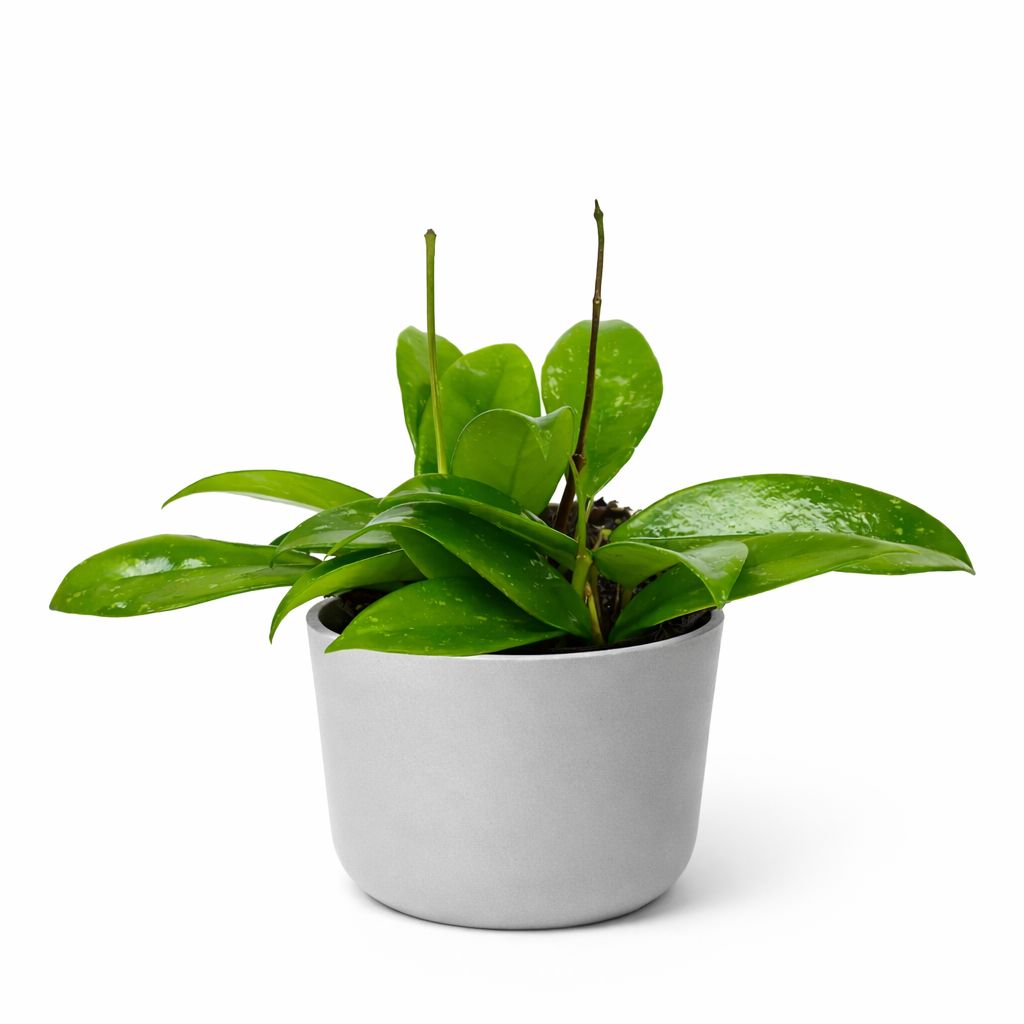 Hoya Premium Assorted - 4"