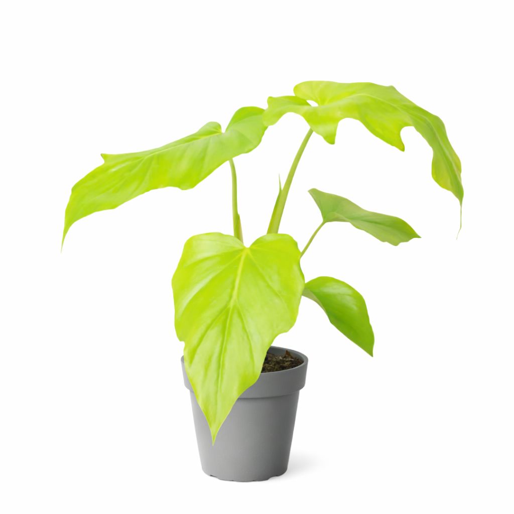 Philodendron Warscewiczii Neon - 3.5"