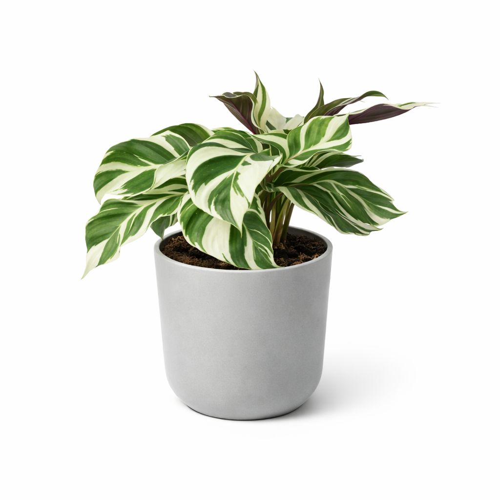 Calathea White Fusion - 4"