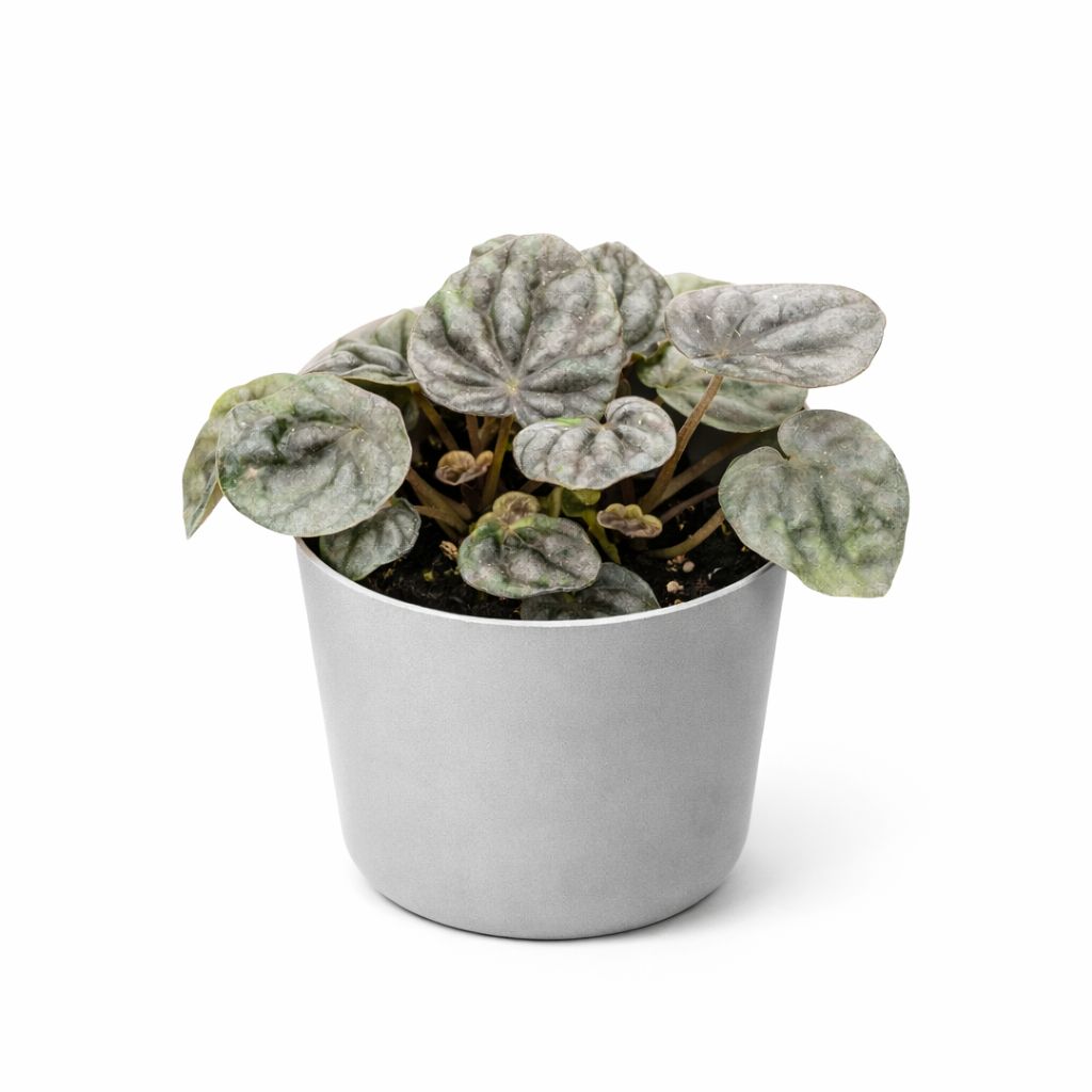 Peperomia Abricos - 4"