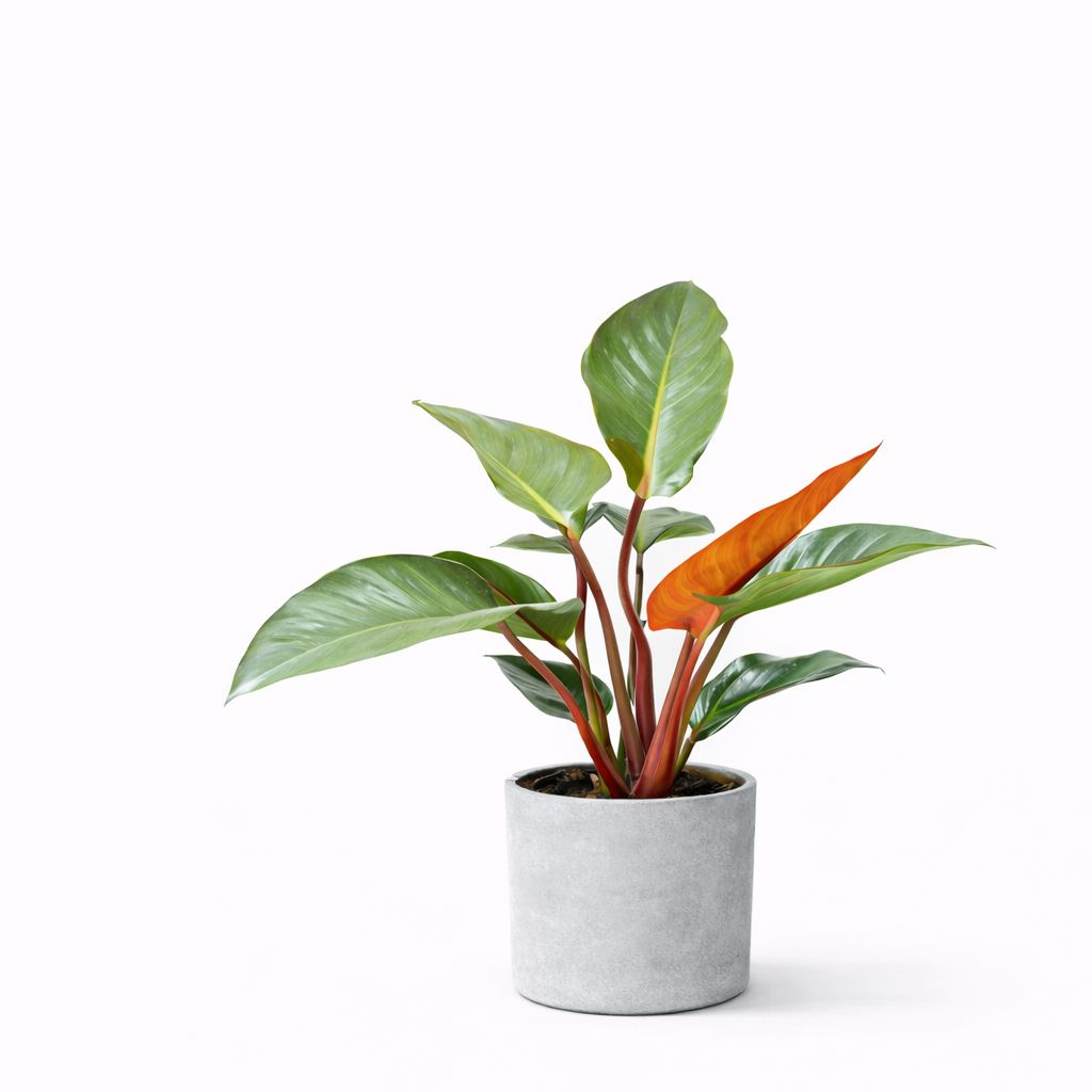 Philodendron Red Congo - 3.5"