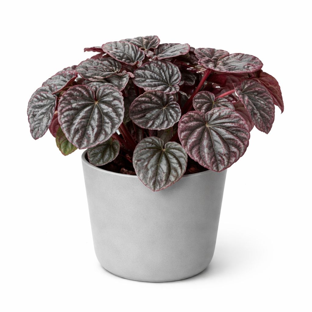 Peperomia Cupreata Red Luna - 4"