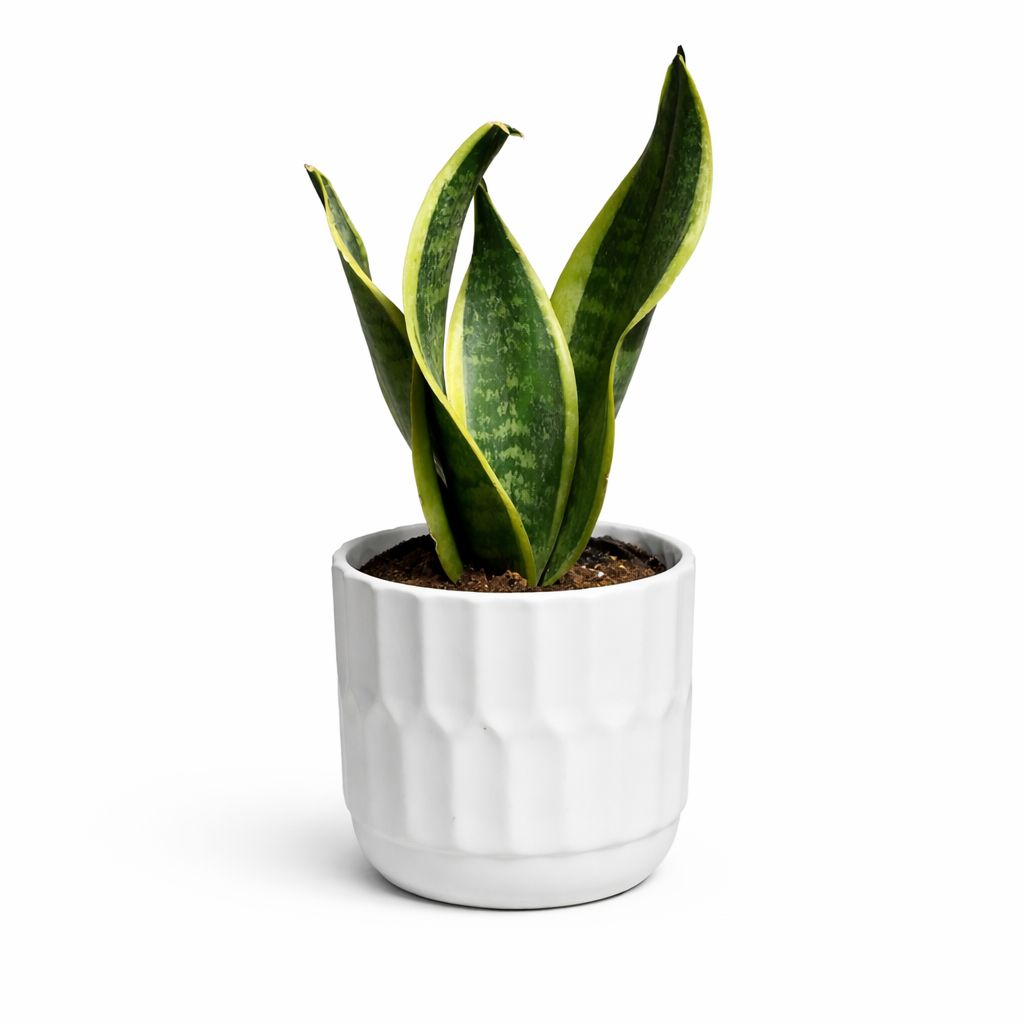 Sanseveria Table Mountain - 3.5"