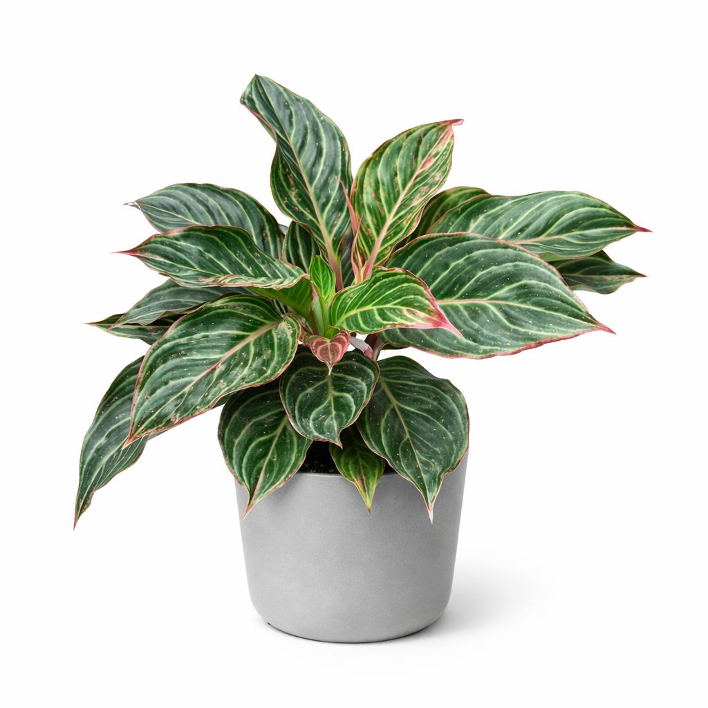 Aglaonema Moonstone - 6"