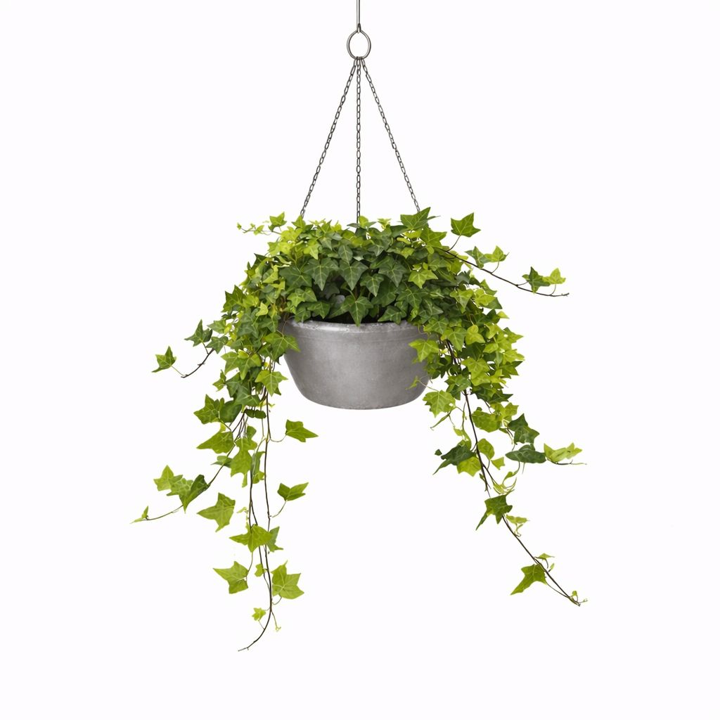 Ivy Pittsburgh HB - 10"