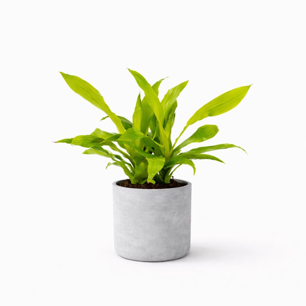 Dracaena Limelight - 6"