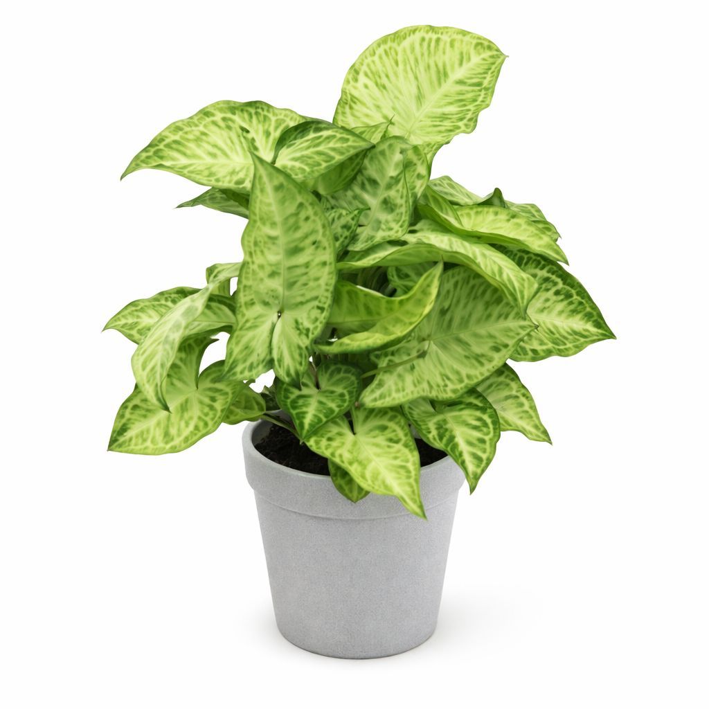 Nephthytis White Butterfly HB - 10"