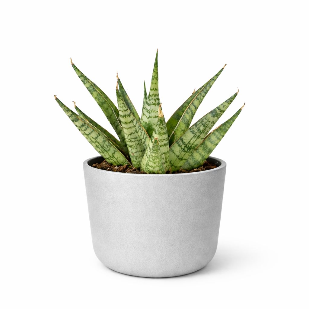 Sanseveria Celery - 4"