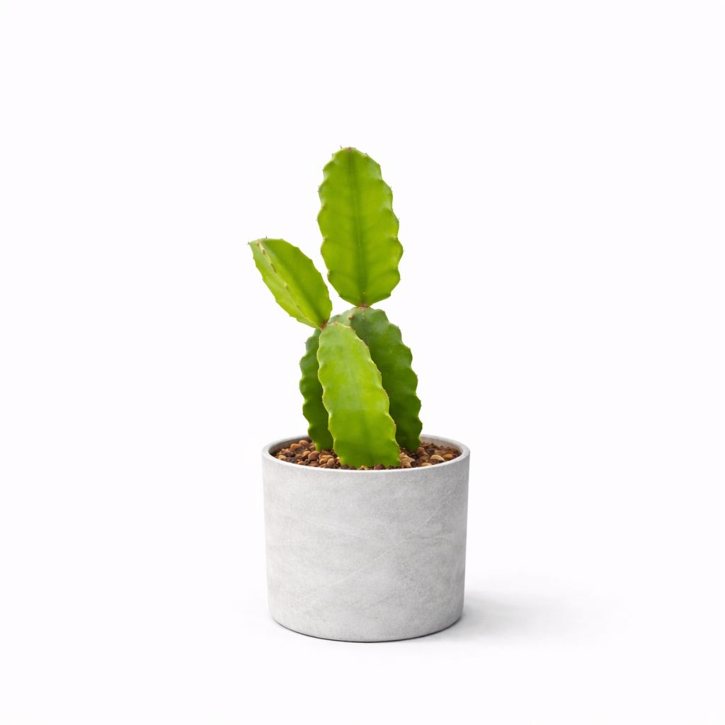 Cactus Dragon Fruit - 6"