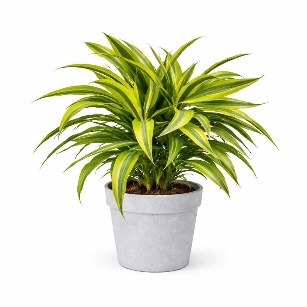 Dracena Lemon Lime - 10"