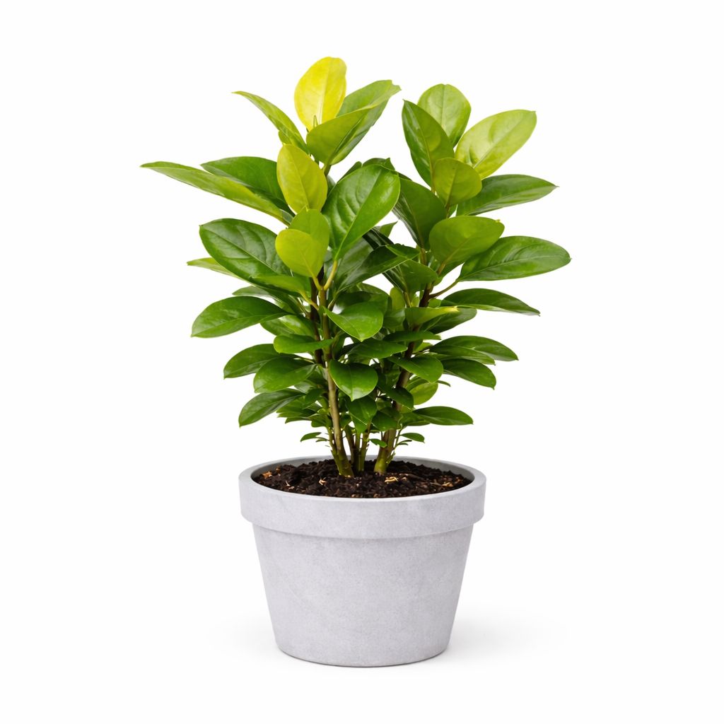 Ficus Shiveriana - 10"