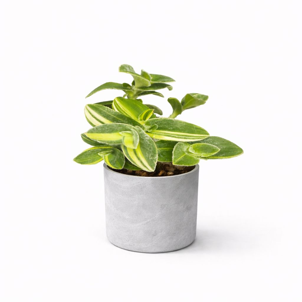 Tradescantia Velvet Stripe - 4"