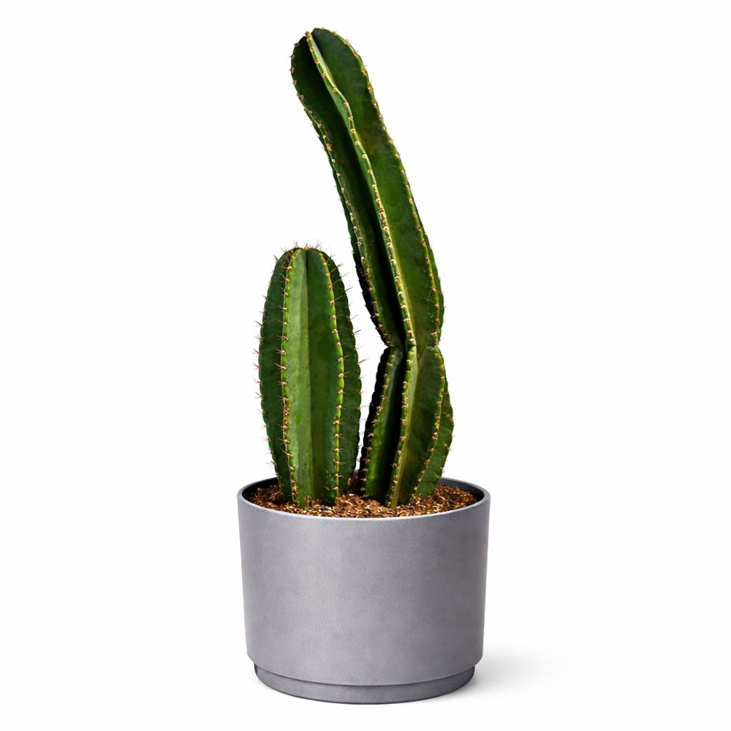 Peruvian Cactus - 10''