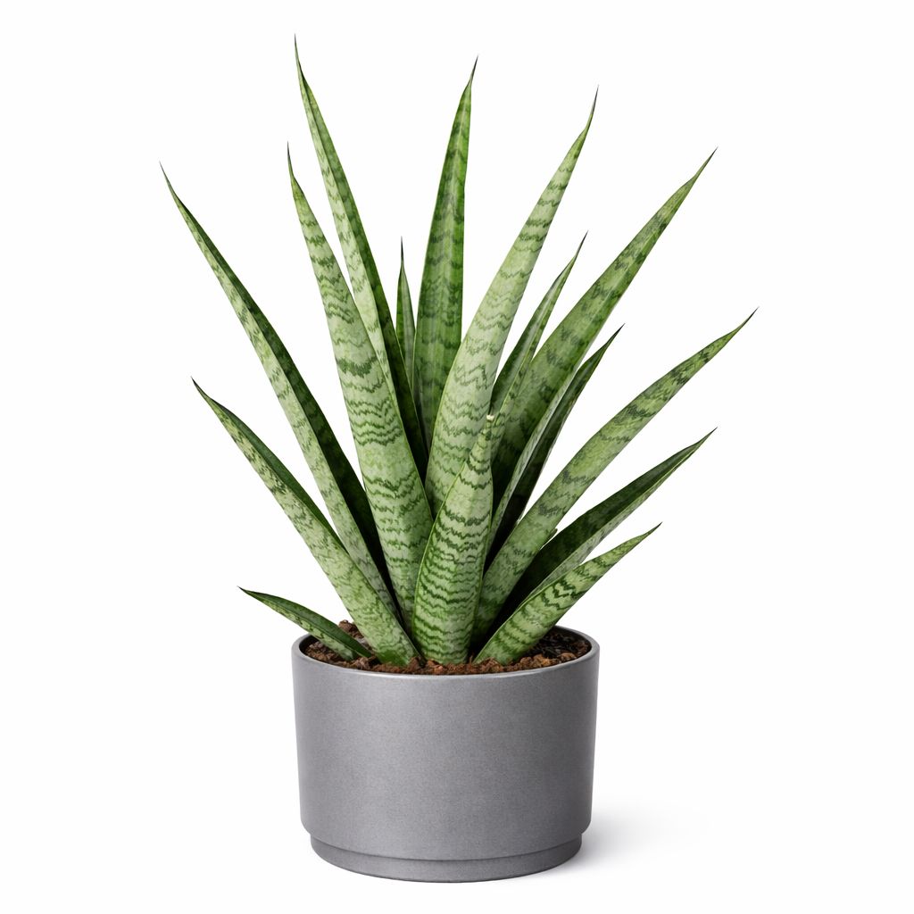 Sansevaria Pineapple - 3.5"