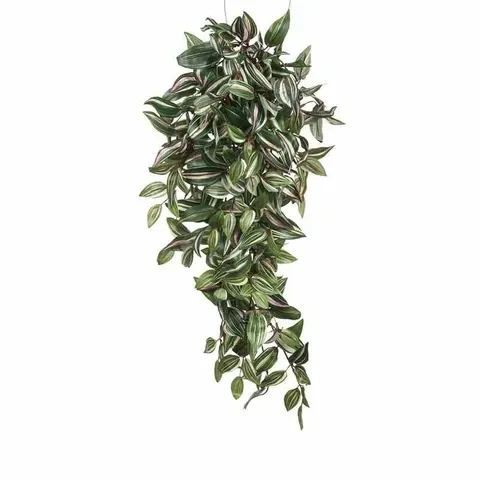 Tradescantia Hanging Green - 80cm
