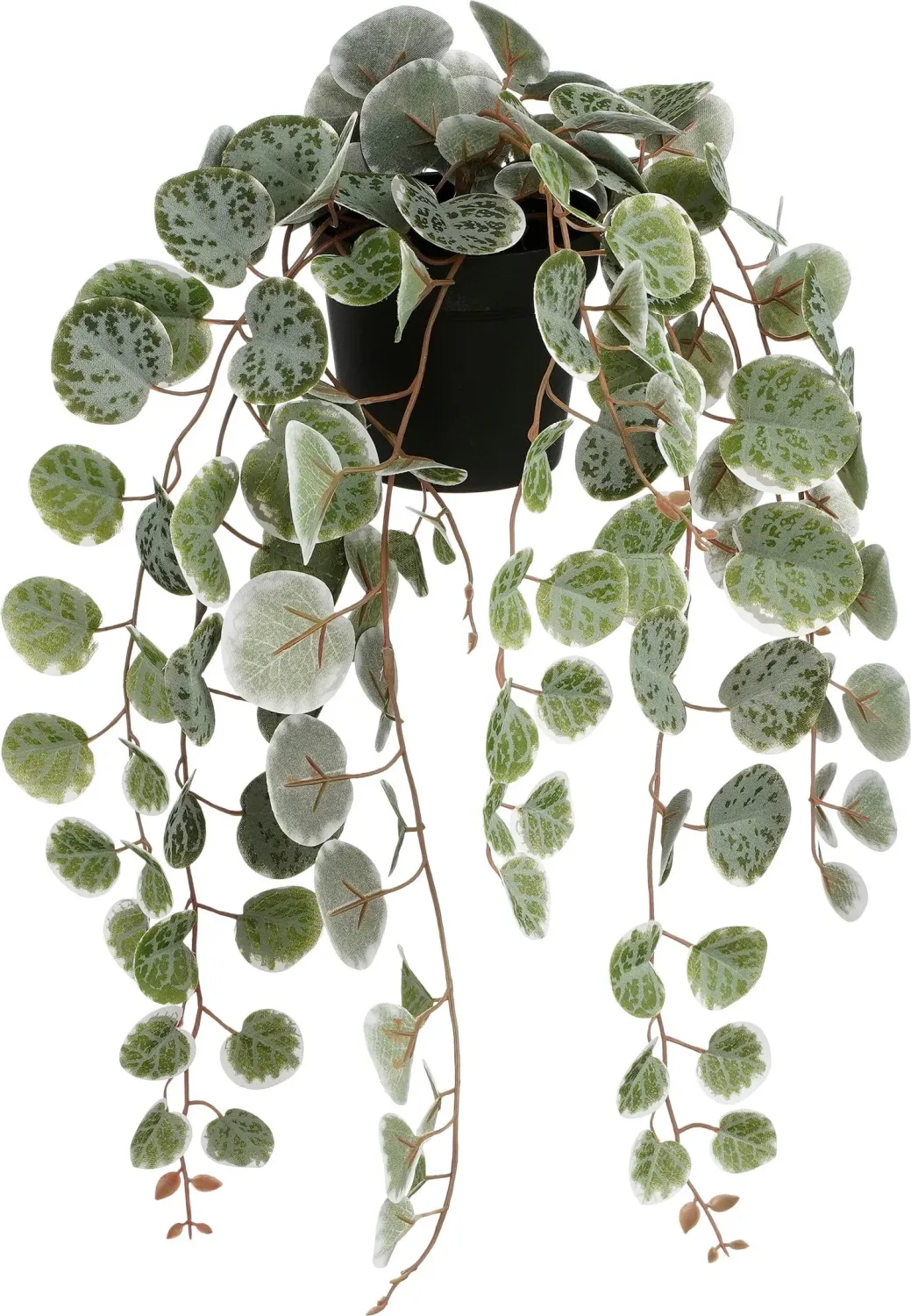 Ceropegia Woodii Hanging In Pot Green Variegated - 46cm