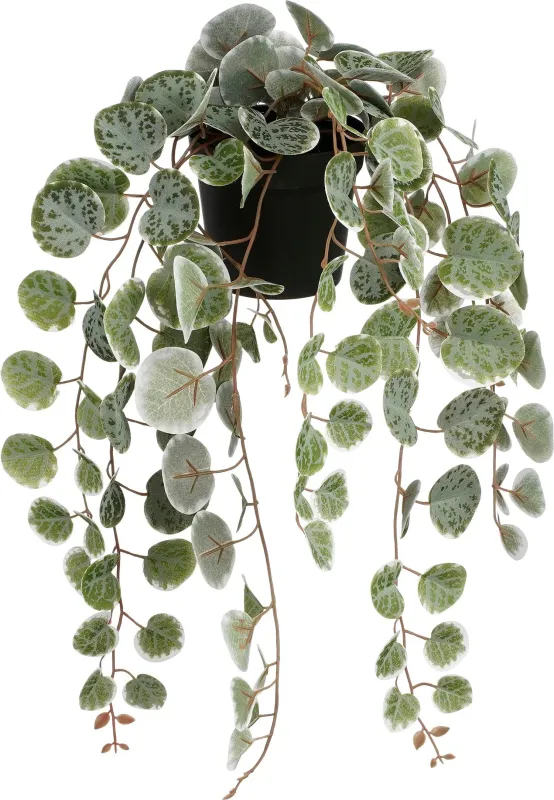 Ceropegia Woodii Hanging In Pot Green Variegated - 46cm