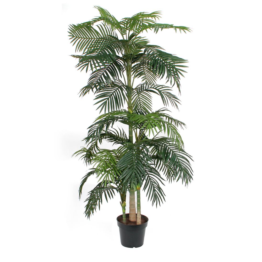 Areca Palm Green In Plastic Pot - 240cm