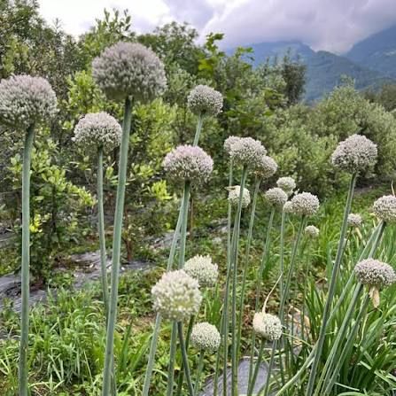 Allium Ampeloprasum In Pot White - 140cm
