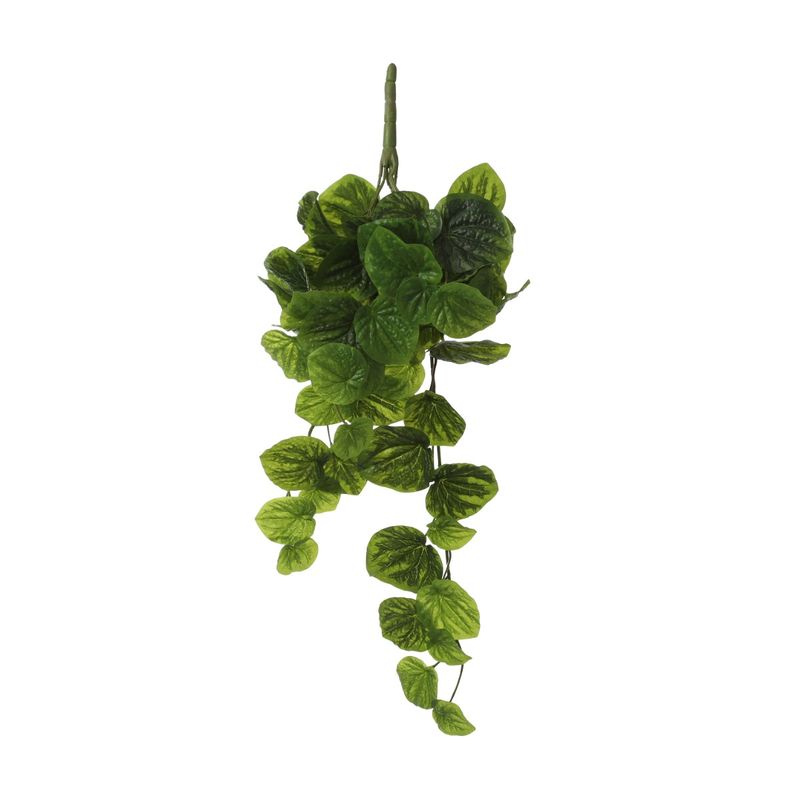 Peperomia Hanging Green - 58cm