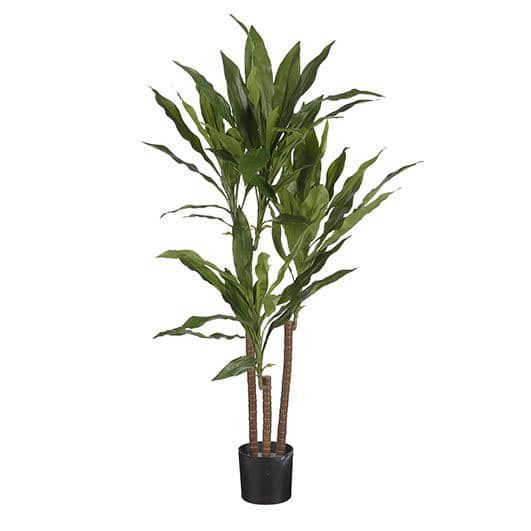 Dracaena Green In Plastic Pot - 100cm