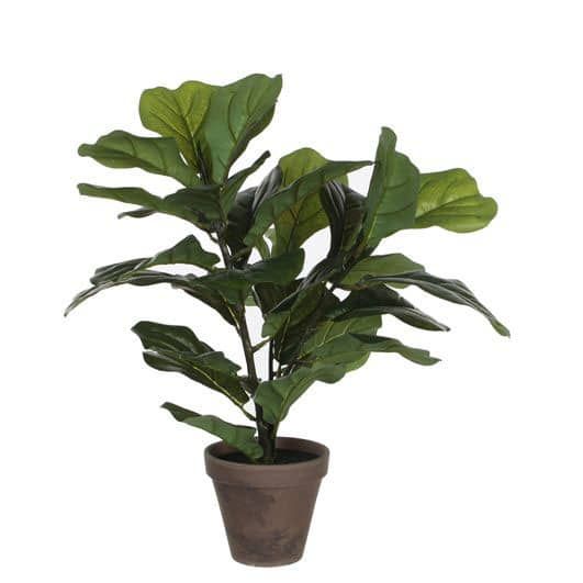 Ficus Lyrata Green In Pot Stan Grey D13.5cm - H35xd45cm