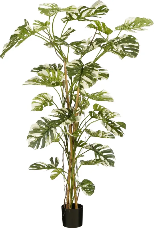 Monstera In Pot Green - 190cm