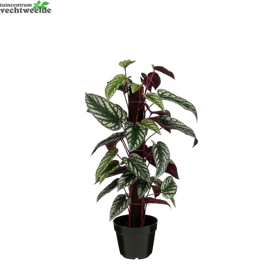 Cissus In Pot - 60cm Cissus In Pot - 60cm
