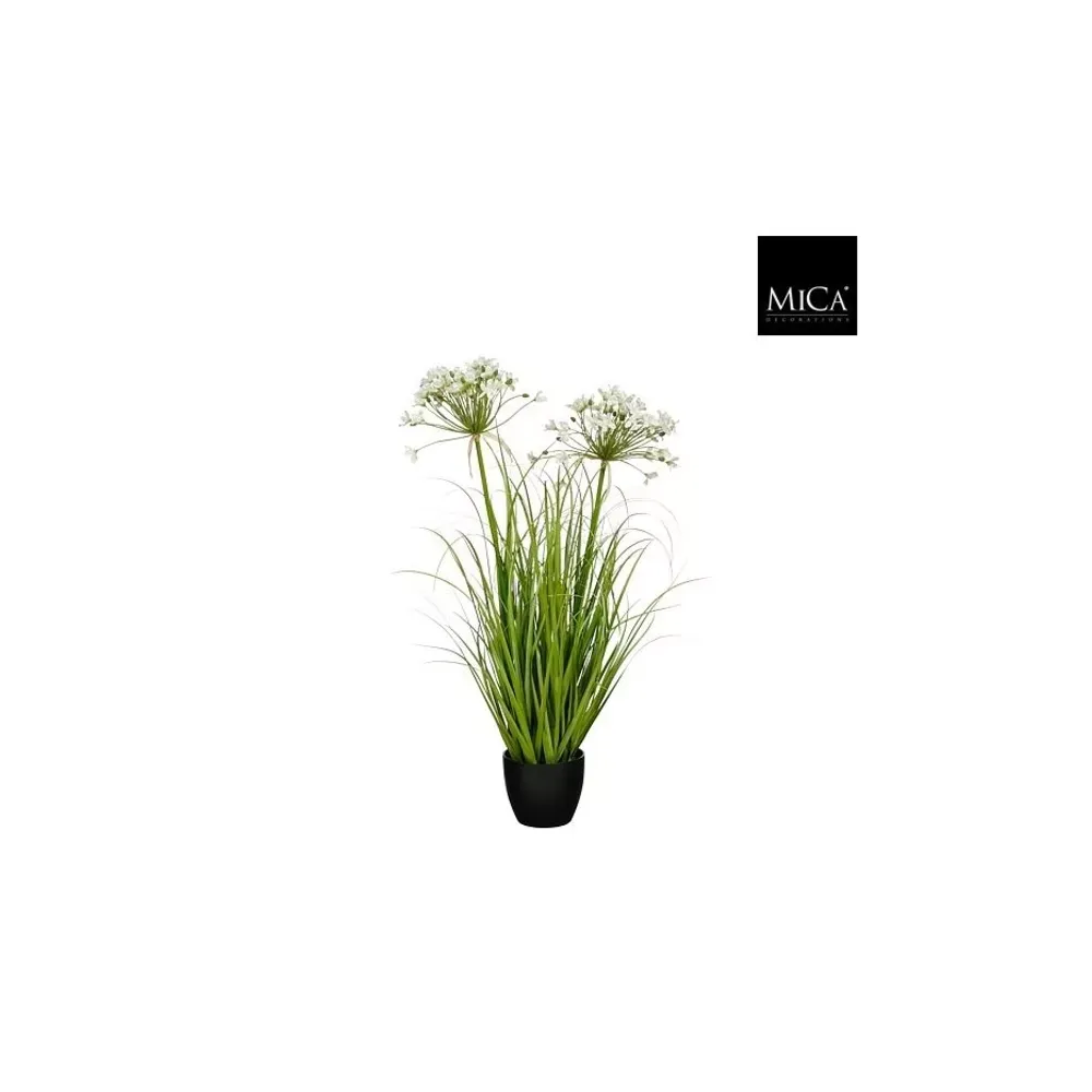Allium Ampeloprasum In Pot White - 80cm