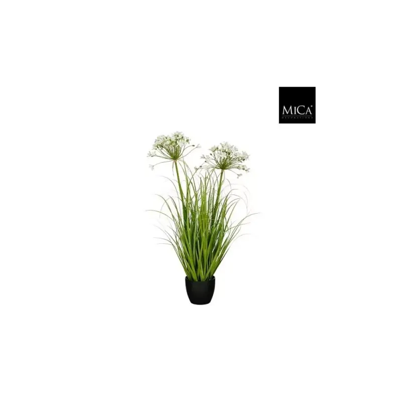 Allium Ampeloprasum In Pot White - 80cm