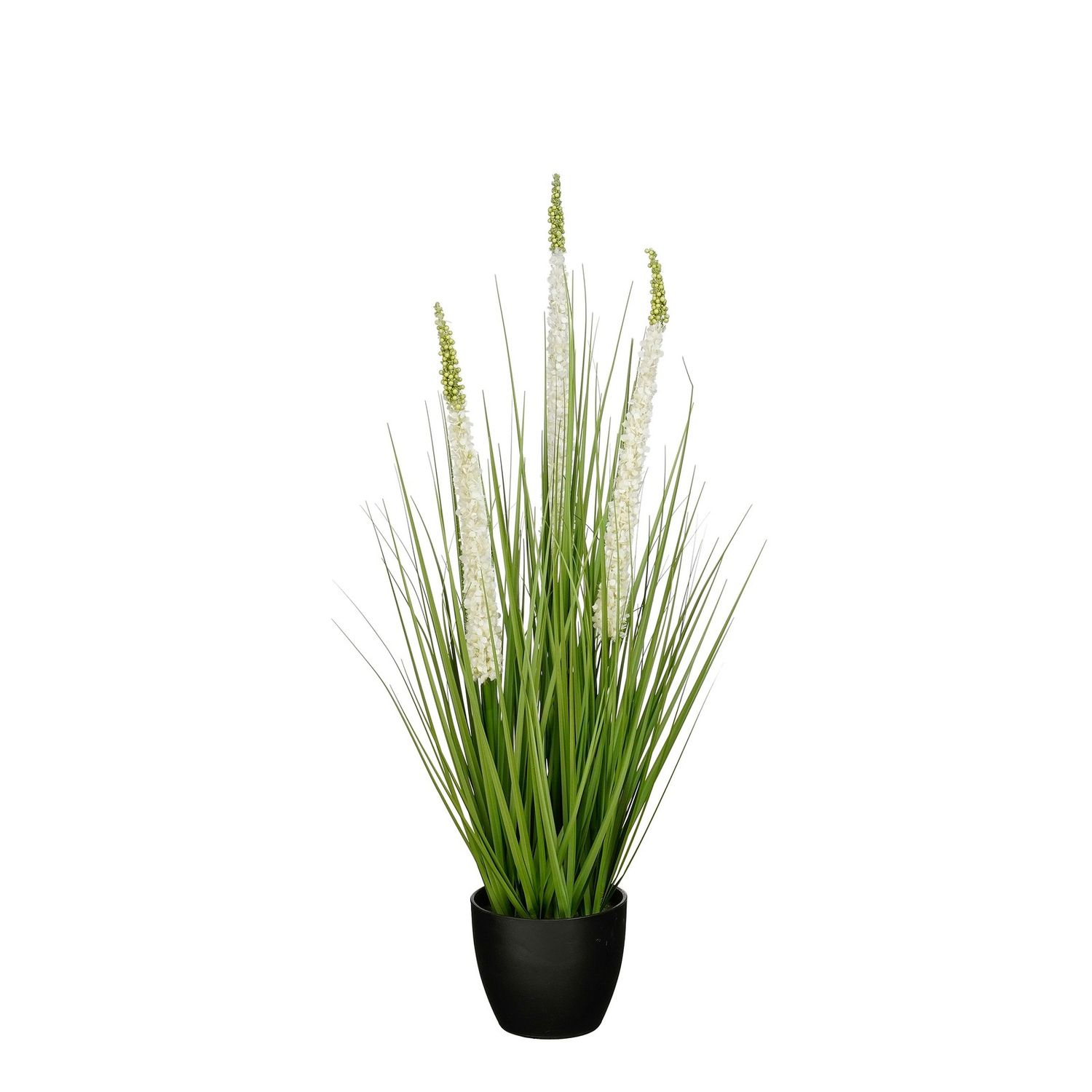 Grass Eremurus In Pot White - 80cm