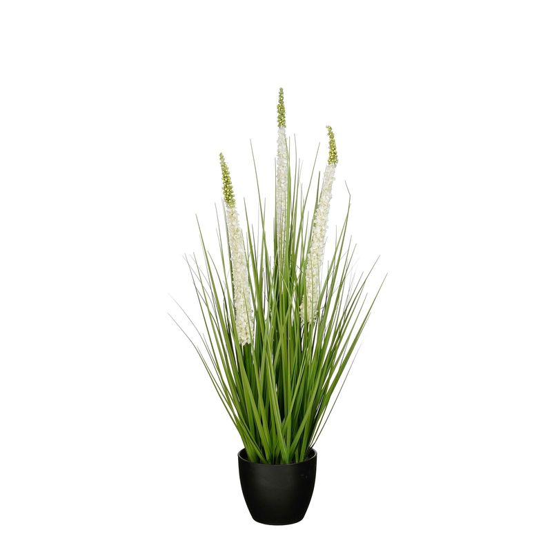 Grass Eremurus In Pot White - 80cm
