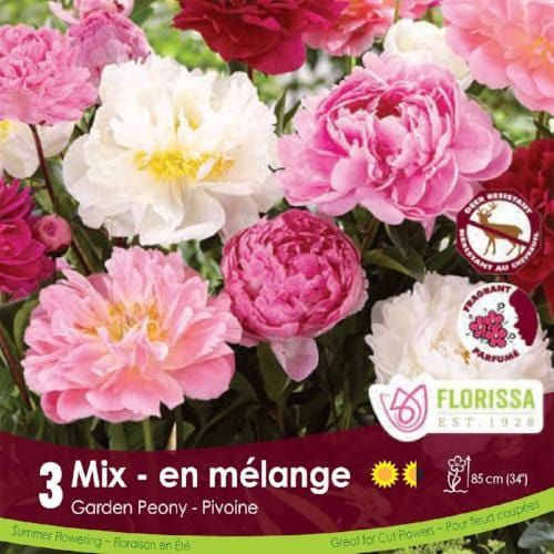 Peony - Mix - Pack of 3